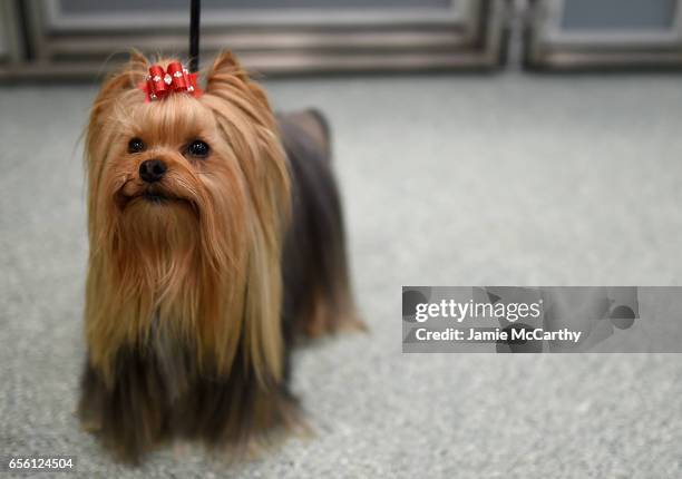 Yorkshire Terrier, the 9th most popular breed of 2016, is shown at The American Kennel Club Reveals The Most Popular Dog Breeds Of 2016 at AKC Canine...