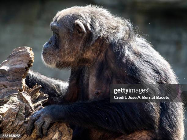 close up of chimpanzee (pan troglodytes) - chimpanzee teeth stockfoto's en -beelden