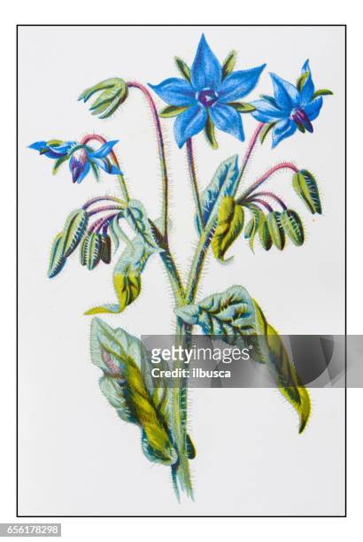 stockillustraties, clipart, cartoons en iconen met antieke kleur plant bloem illustratie: borago officinalis (bernagie) - borage