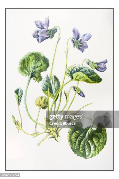 antique color plant flower illustration: sweet violet (viola odorata) - viola odorata stock illustrations