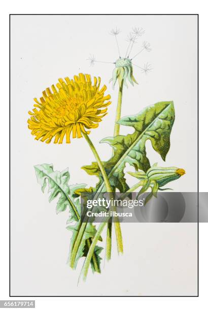 ilustraciones, imágenes clip art, dibujos animados e iconos de stock de antigua ilustración de flor color planta: diente de león (taraxacum officinale) - diente de león
