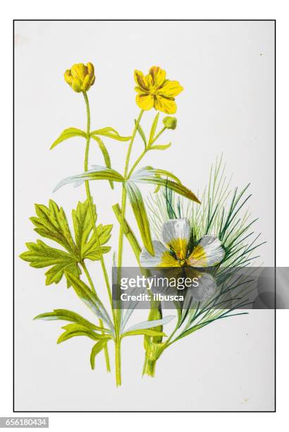 ilustraciones, imágenes clip art, dibujos animados e iconos de stock de antigua ilustración de flor de planta color: ricitos de oro y agua ranunculus - goldilocks