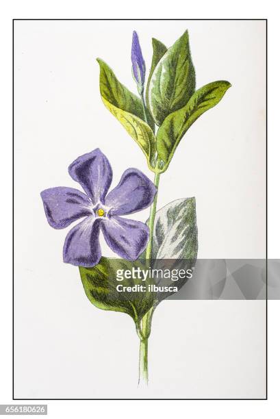 antique color plant flower illustration: vinca major (bigleaf periwinkle) - vinca major stock illustrations