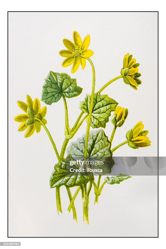 Antique color plant flower illustration: Ficaria verna (lesser celandine)