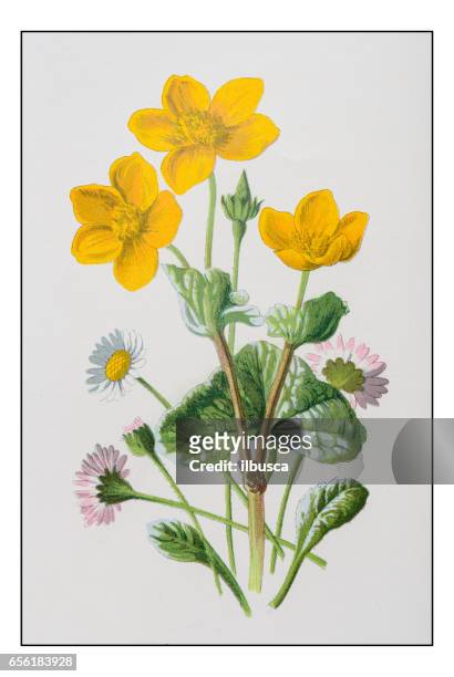 bildbanksillustrationer, clip art samt tecknat material och ikoner med antika färg växt blomma illustration: marsh marigold och daisy - tagetes