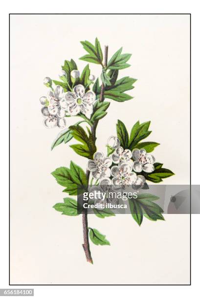 stockillustraties, clipart, cartoons en iconen met antieke kleur plant bloem illustratie: crataegus monogyna (gemeenschappelijk meidoorn) - hawthorn