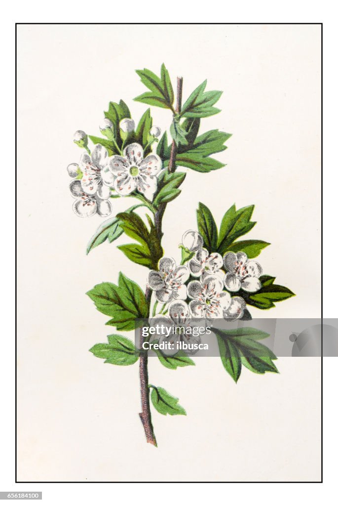 Antique color plant flower illustration: Crataegus monogyna (common hawthorn)