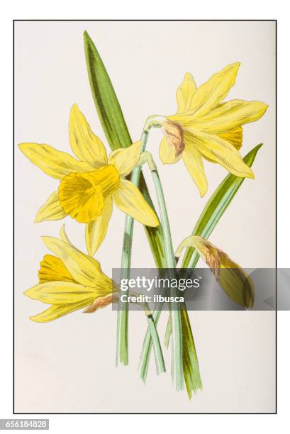 古色古香的顏色植物花卉插圖： 水仙 （喇叭花） - narcissus mythological character 幅插畫檔、美工圖案、卡通及圖標