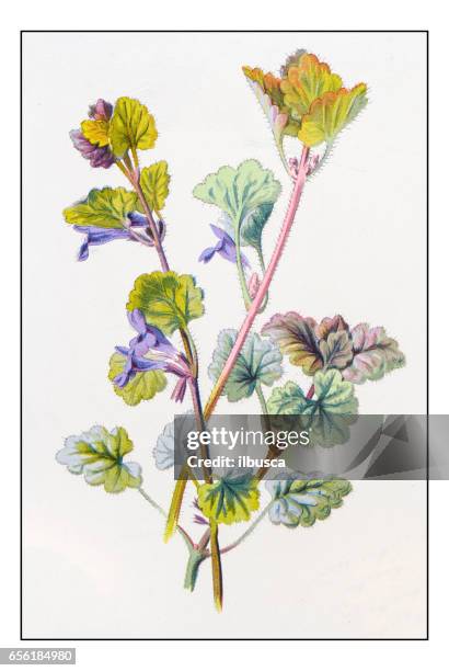 antique color plant flower illustration: glechoma hederacea (ground-ivy) - ground ivy stock illustrations