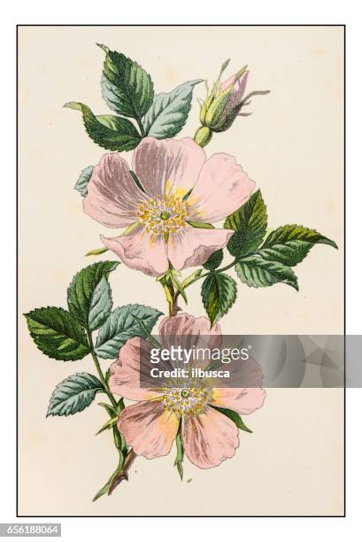 stockillustraties, clipart, cartoons en iconen met antieke kleur plant bloem illustratie: rosa canina (hondsroos) - botanical illustrations