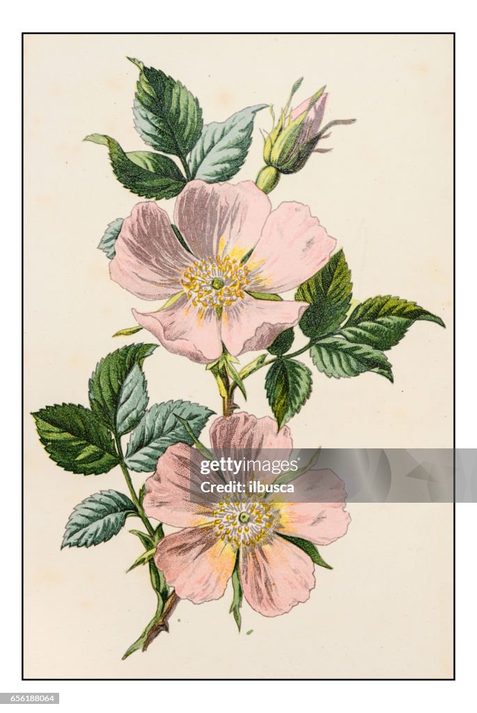 Antiga ilustração de flor planta cor: Rosa canina (rosa de cão)