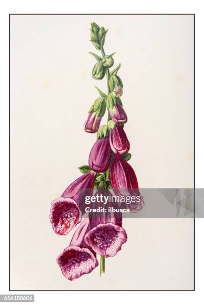 stockillustraties, clipart, cartoons en iconen met antieke kleur plant bloem illustratie: digitalis (vingerhoedskruid) - vingerhoedskruid