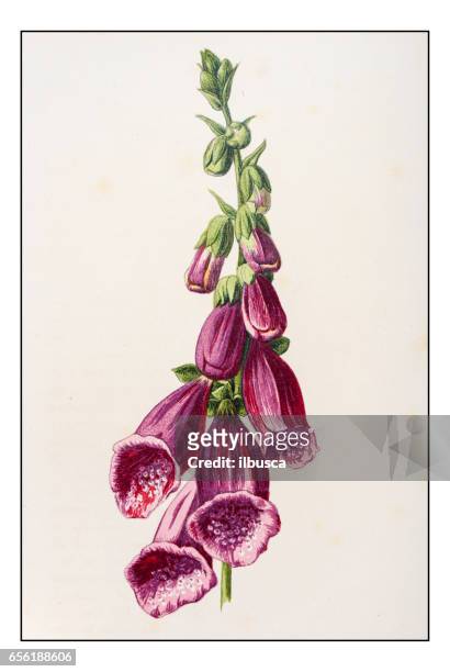antique color plant flower illustration: digitalis (foxglove) - foxglove stock illustrations
