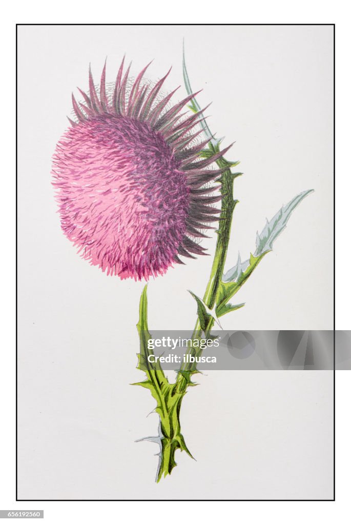 Antique color plant flower illustration: Carduus nutans (musk thistle)
