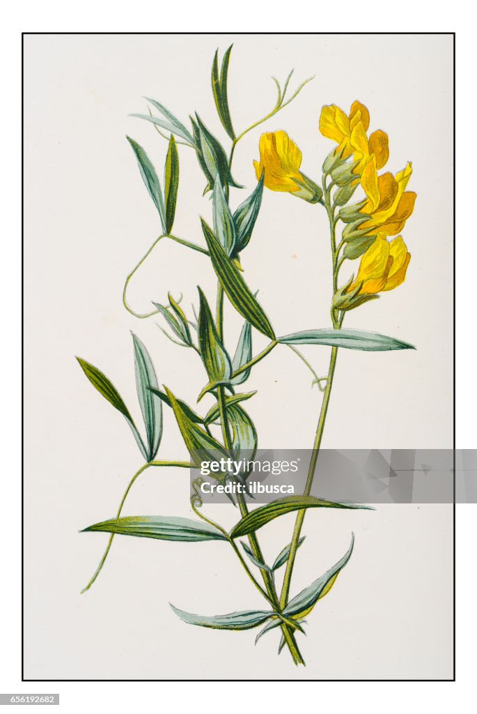 Antique color plant flower illustration: Lathyrus pratensis (meadow vetchling)