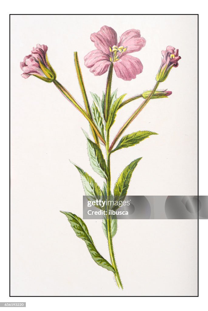 Antieke kleur plant bloem illustratie: Harig wilgenroosje (grote Sphingidae)