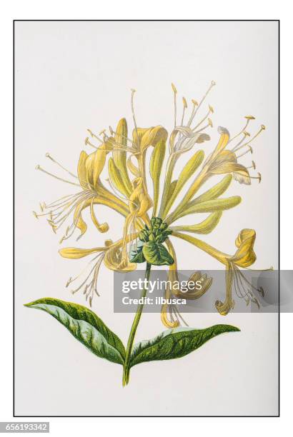 antike farbe pflanze blume abbildung: honeysuckle - arrowwood stock-grafiken, -clipart, -cartoons und -symbole