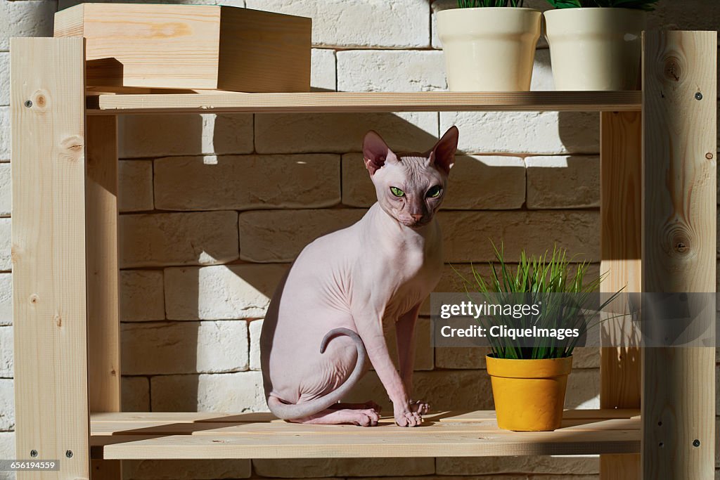 Sphynx cat on shelf
