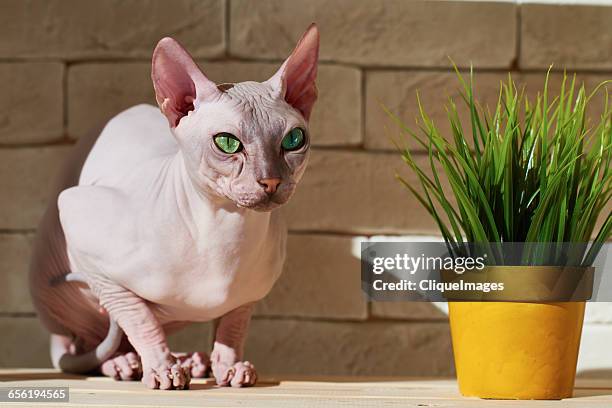 beautiful sphynx cat - sphynx hairless cat stock pictures, royalty-free photos & images