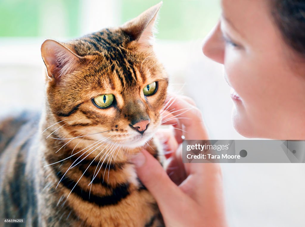 Cat being stroked by woman