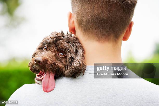 dog resting on mans shoulder - boy with dog stock-fotos und bilder