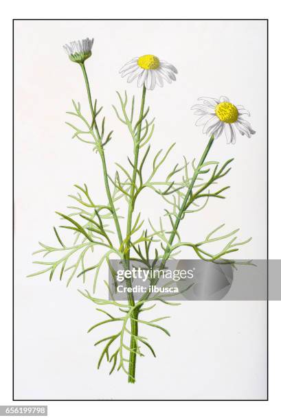 bildbanksillustrationer, clip art samt tecknat material och ikoner med antika färg växt blomma illustration: tripleurospermum inodorum (doftlös falska mayweed) - chamomile plant