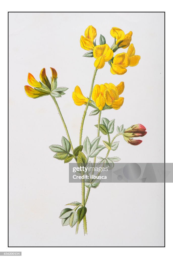 Antique color plant flower illustration: Lotus corniculatus (bird's-foot trefoil)