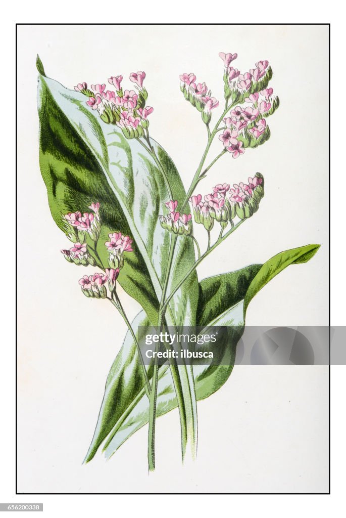 Antique color plant flower illustration: Limonium (sea-lavender)