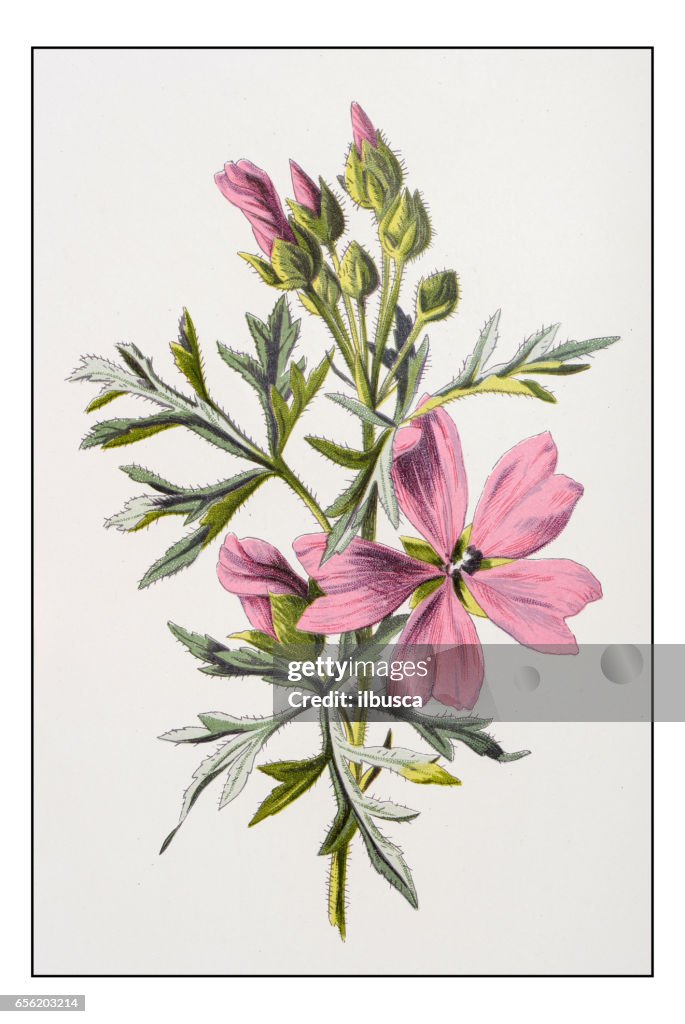 Antique color plant flower illustration: Malva moschata (musk mallow)