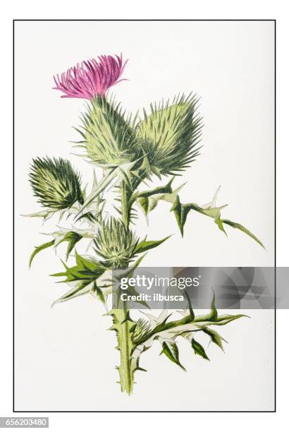 antique color plant flower illustration: cirsium vulgare (spear thistle) - thistle stock illustrations