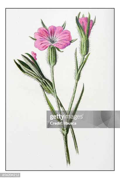 antique color plant flower illustration: agrostemma githago (common corn-cockle) - agrostemma githago stock illustrations