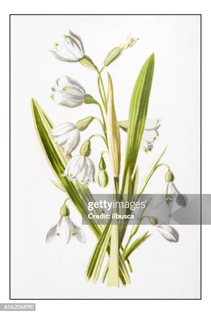 antique color plant flower illustration: galanthus (snowdrop) - snowdrop stock illustrations