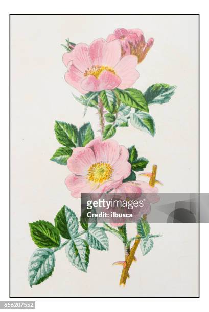 antique color plant flower illustration: rosa rubiginosa (sweet briar) - rosa eglanteria stock illustrations