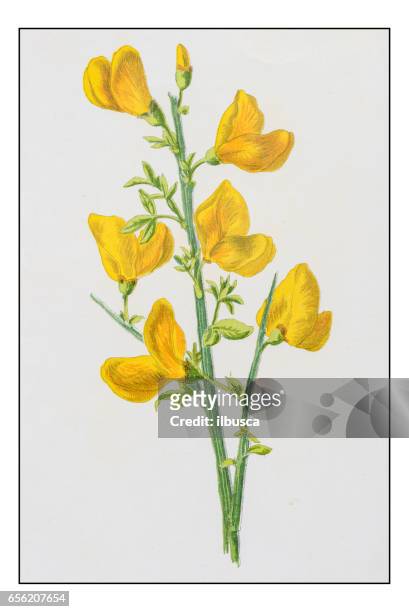 ilustraciones, imágenes clip art, dibujos animados e iconos de stock de antigua ilustración de flor de planta color: genisteae (escoba) - escoba