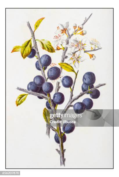 ilustraciones, imágenes clip art, dibujos animados e iconos de stock de antigua ilustración de flor de planta color: prunus spinosa (endrino o endrino) - ciruelo