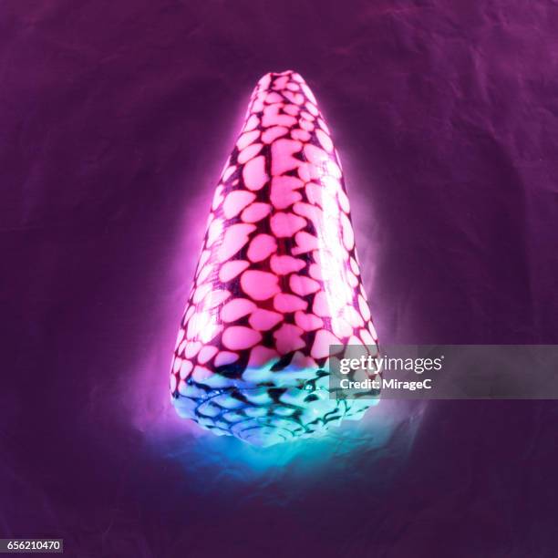 Cone Shell Background 85 Cone Shells Stock Photos, High-Res Pictures, and Images - Getty Images