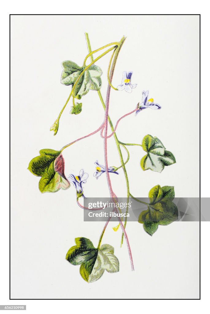 Antique color plant flower illustration: Cymbalaria muralis (ivy-leaved toadflax)