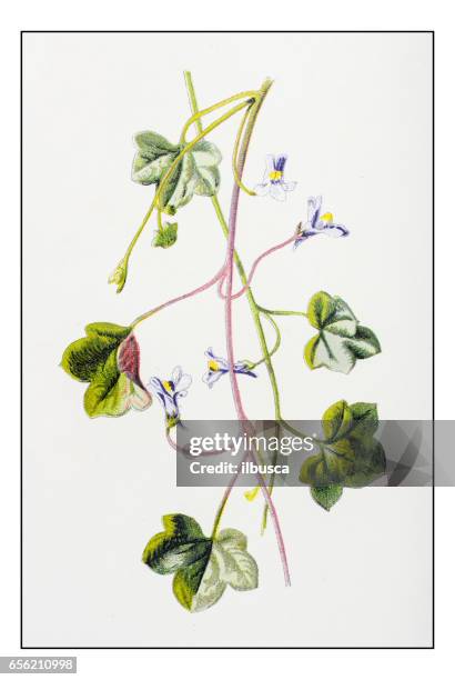 antique color plant flower illustration: cymbalaria muralis (ivy-leaved toadflax) - ivy leaved toadflax stock illustrations
