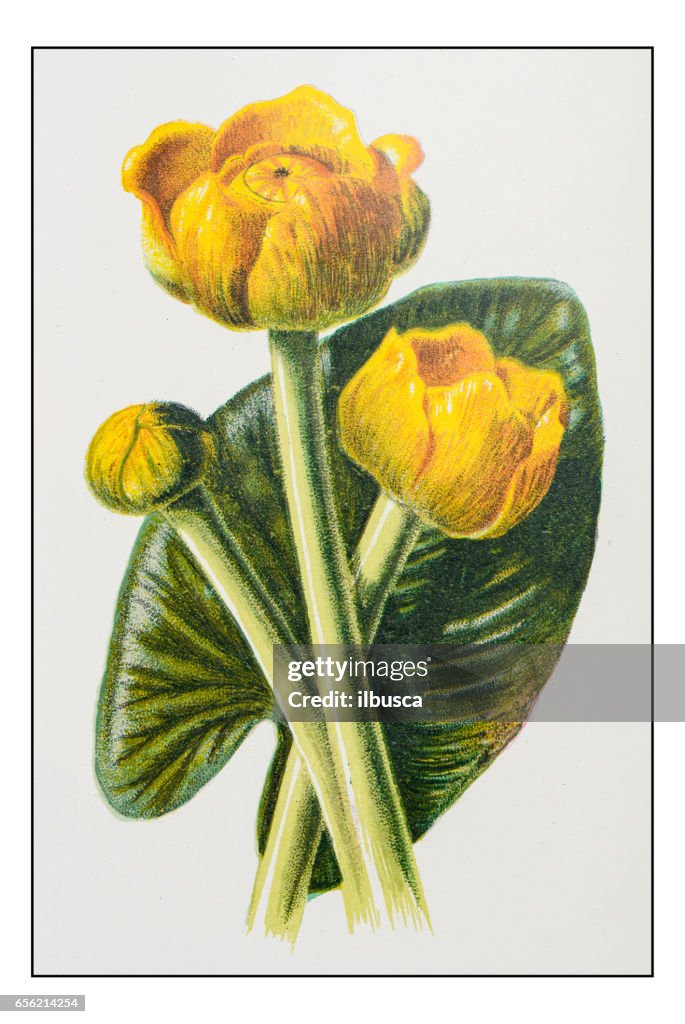 Antique color plant flower illustration: Nuphar lutea (Yellow Water-lily, Brandy-Bottle)