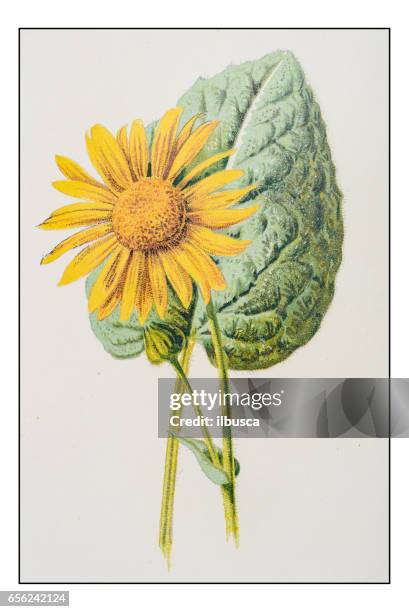 antique color plant flower illustration: arnica montana (wolf's bane) - arnica montana stock illustrations
