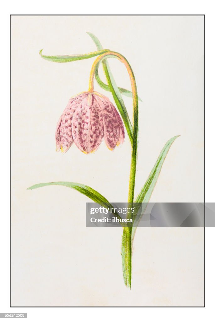 Antique color plant flower illustration: Fritillaria meleagris (Fritillary)