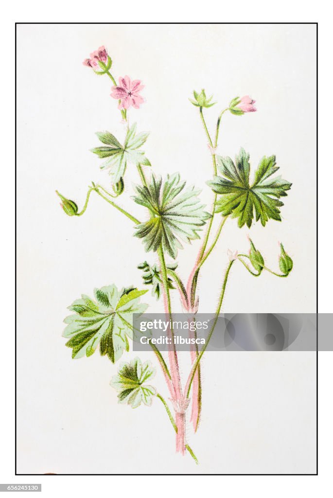 Antique color plant flower illustration: Geranium molle (Dove's-foot Crane's-bill)