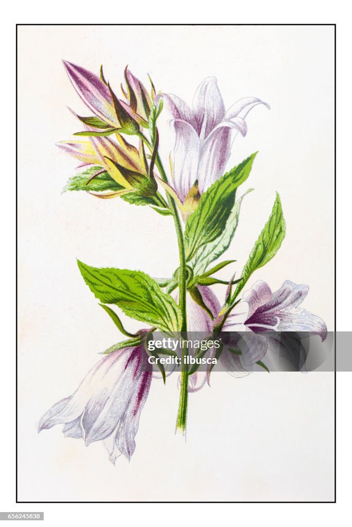 Antique color plant flower illustration: Campanula trachelium (nettle-leaved bellflower)