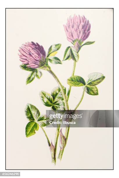 antique color plant flower illustration: trifolium pratense (red clover) - clover sprouts stock illustrations