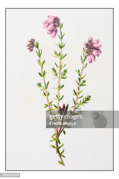 antique color plant flower illustration: erica tetralix (cross-leaved heath) - erica flower stock illustrations