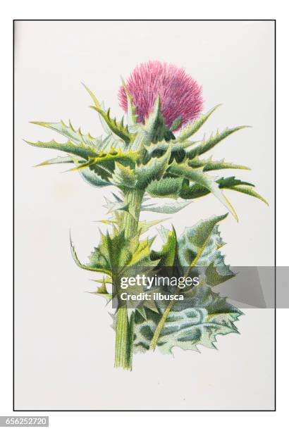 stockillustraties, clipart, cartoons en iconen met antieke kleur plant bloem illustratie: melkdistel (silybum marianum) - distel