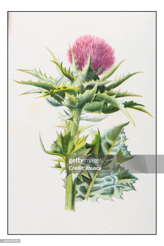 Antique color plant flower illustration: Milk thistle (Silybum marianum)