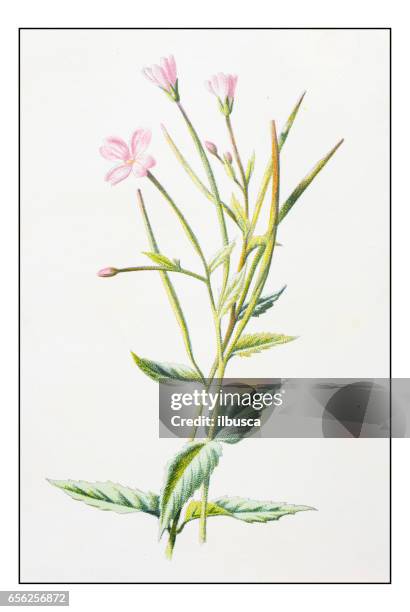 antique color plant flower illustration: small willow herb - willow tree stock illustrations