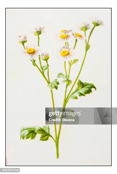 antique color plant flower illustration: feverfew (tanacetum parthenium) - chrysanthemum parthenium stock illustrations