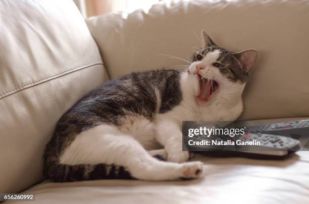 cat with tv remotes lying on the couch - remote guarding stock pictures, royalty-free photos & images